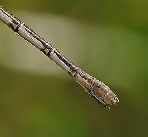 Lestes australis (Southern Spreadwing) - female Lestes australis (Southern Spreadwing) - female